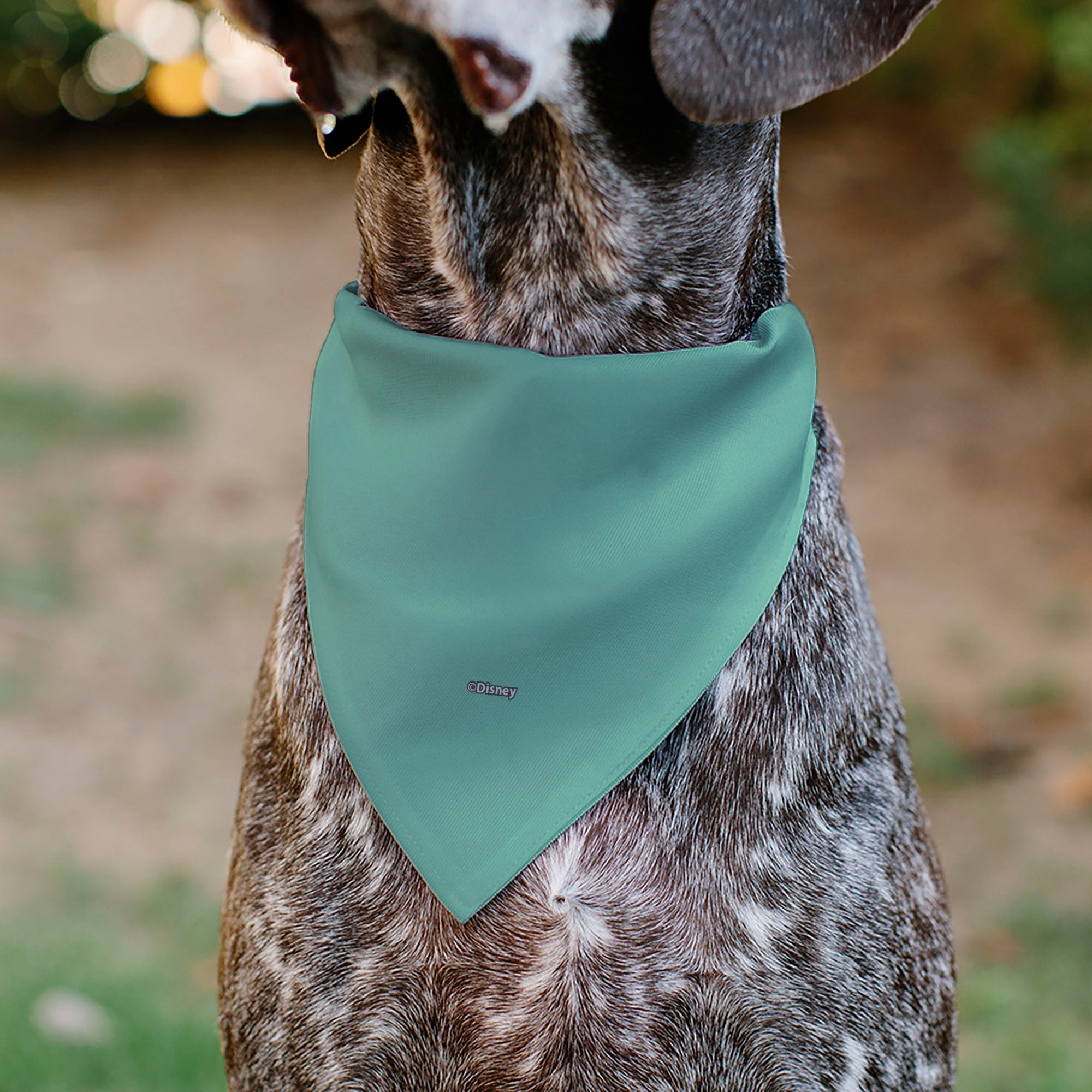 Buckle-Down Scrump Text and Pose Light Blue Over-the-Collar Dog Bandana