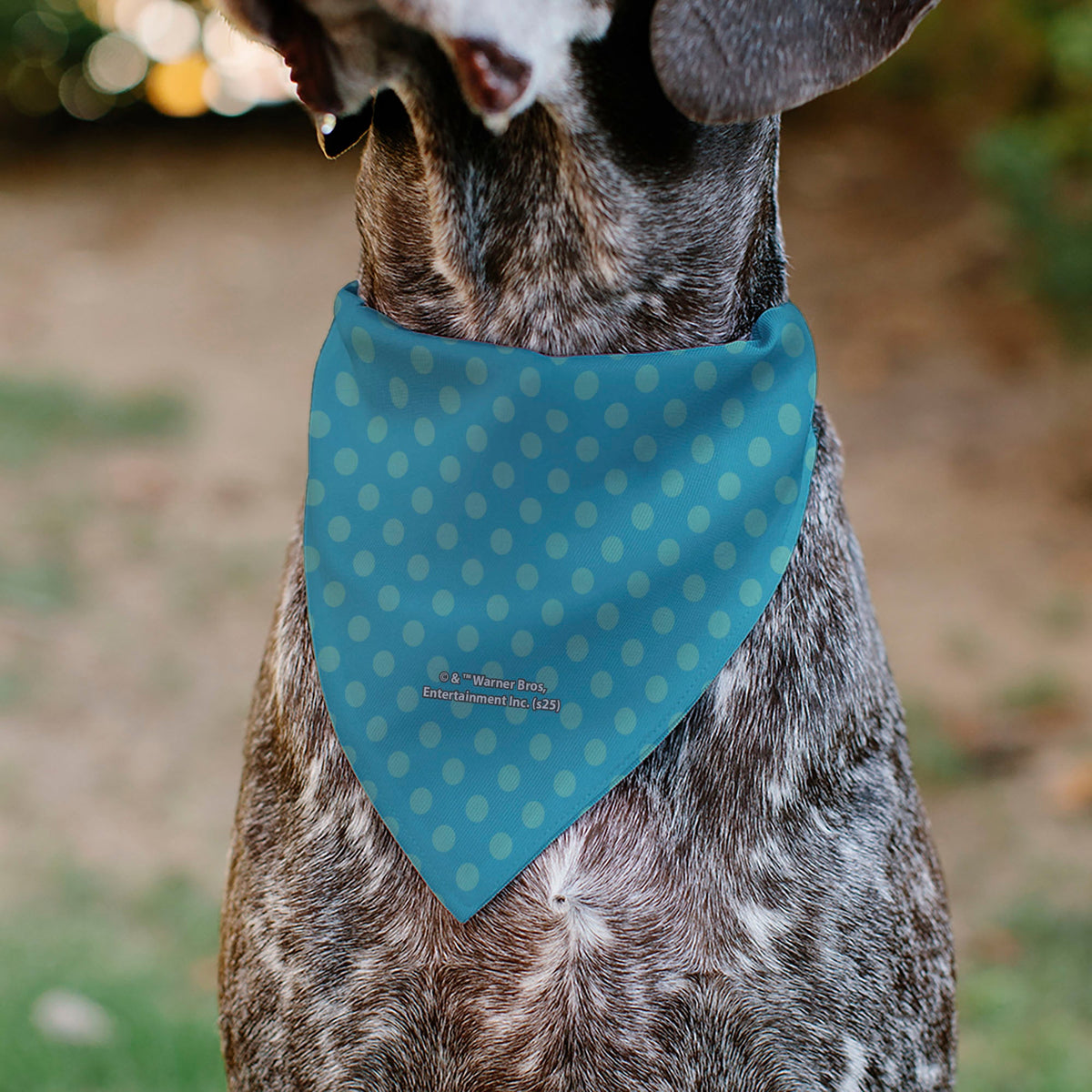 Pet Bandana - Chibi Harry Potter ENGORGIO CHARM Pose Polka Dot Blues | HT Animal Supply