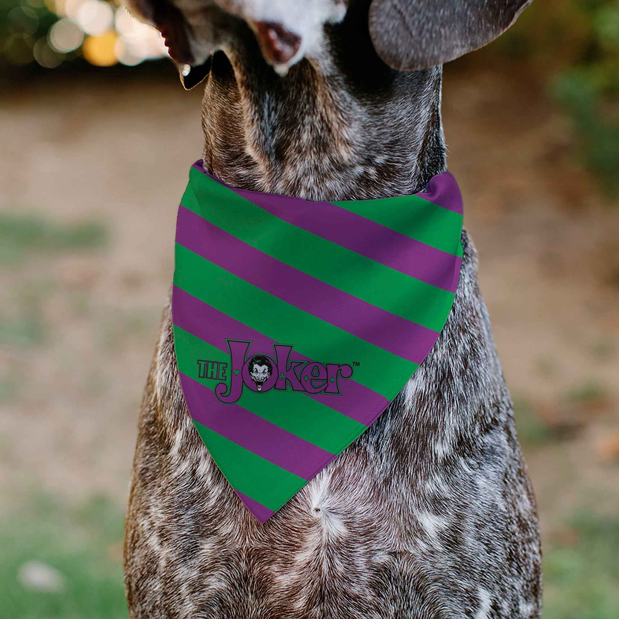 Buckle-Down The Joker Title Logo and Stripe Green/Purple Over-the-Collar Dog Bandana