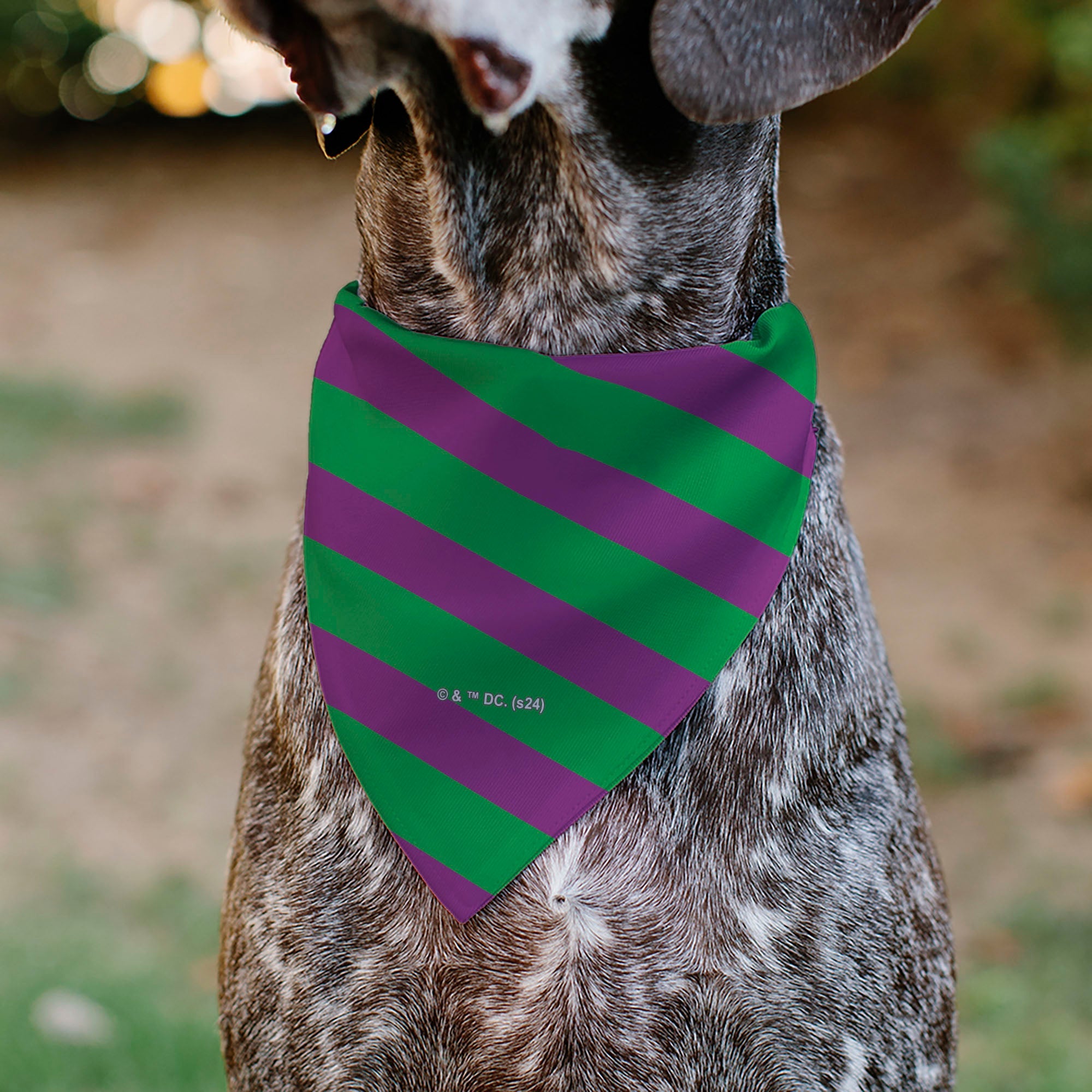 Buckle-Down The Joker Title Logo and Stripe Green/Purple Over-the-Collar Dog Bandana