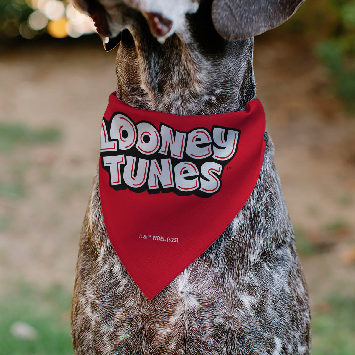 Pet Bandana - LOONEY TUNES Five Character Target Close-Up Pose Red | HT Animal Supply