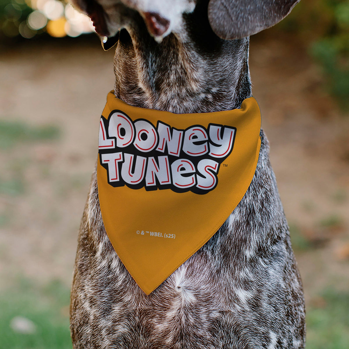 Pet Bandana - LOONEY TUNES Five Character Target Pose Orange | HT Animal Supply