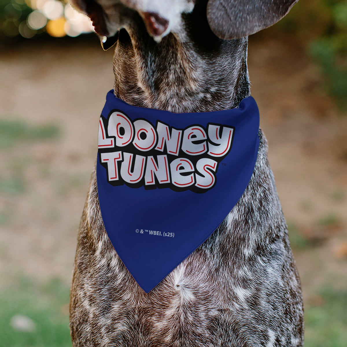 Pet Bandana - LOONEY TUNES Road Runner Face Close-Up Blue | HT Animal Supply