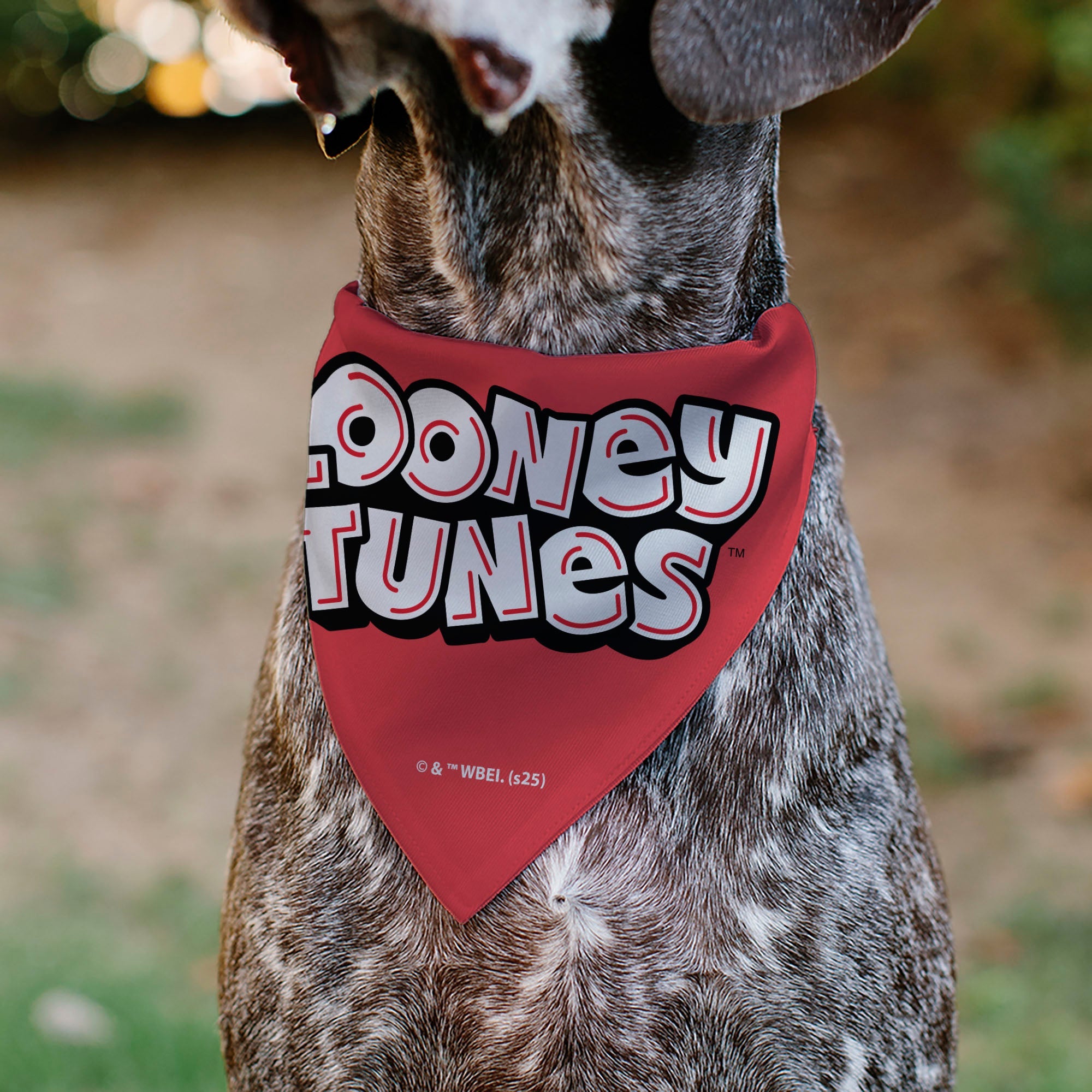 Pet Bandana - Bugs Bunny and Lola Bunny I EAR YOU LOVE ME Pose Hearts and Title Logo Reds | HT Animal Supply