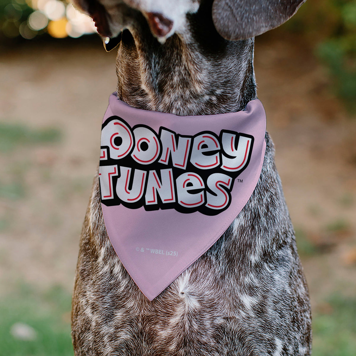 Pet Bandana - Daffy Duck YOURE A GEM Heart Pose and Title Logo Pink | HT Animal Supply
