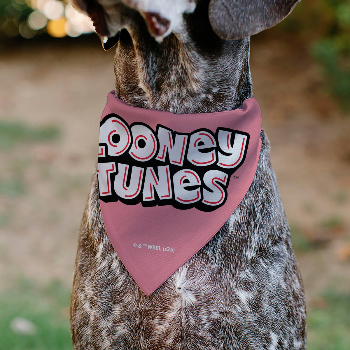 Pet Bandana - Tweety Bird BE MY CUPCAKE Sweets Pose and Title Logo Pink | HT Animal Supply