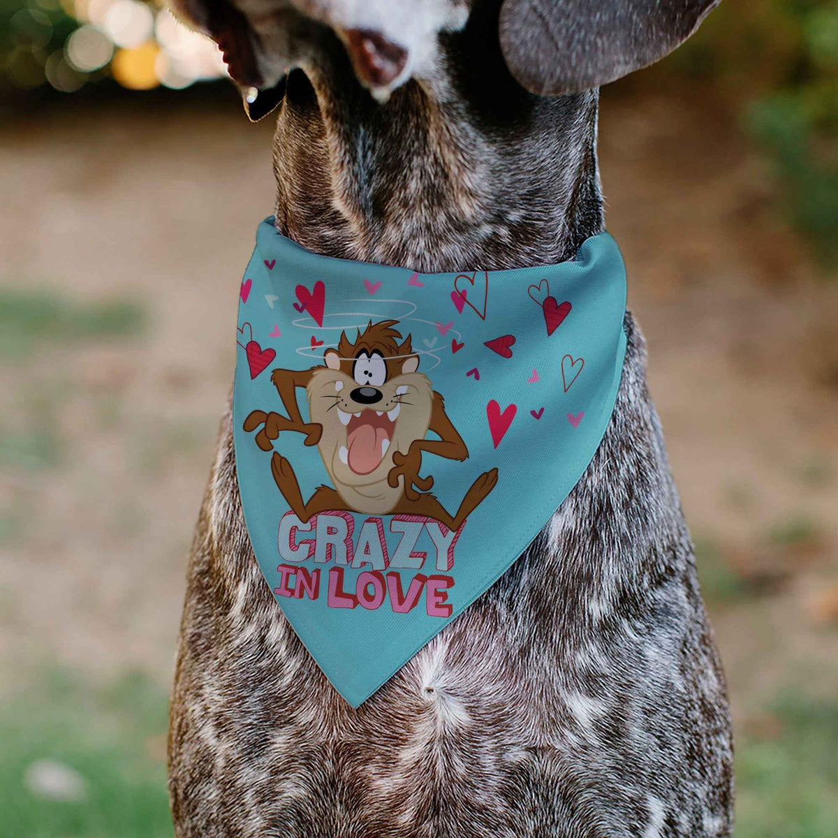 Pet Bandana - Taz Tasmanian Devil CRAZY IN LOVE Heart Pose and Title Logo Blue