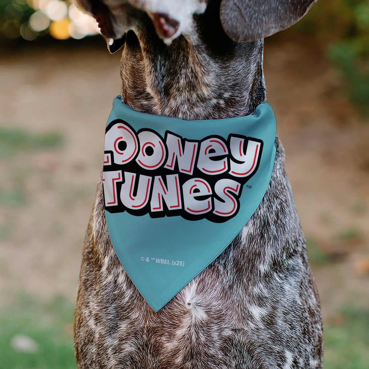 Pet Bandana - Taz Tasmanian Devil CRAZY IN LOVE Heart Pose and Title Logo Blue | HT Animal Supply
