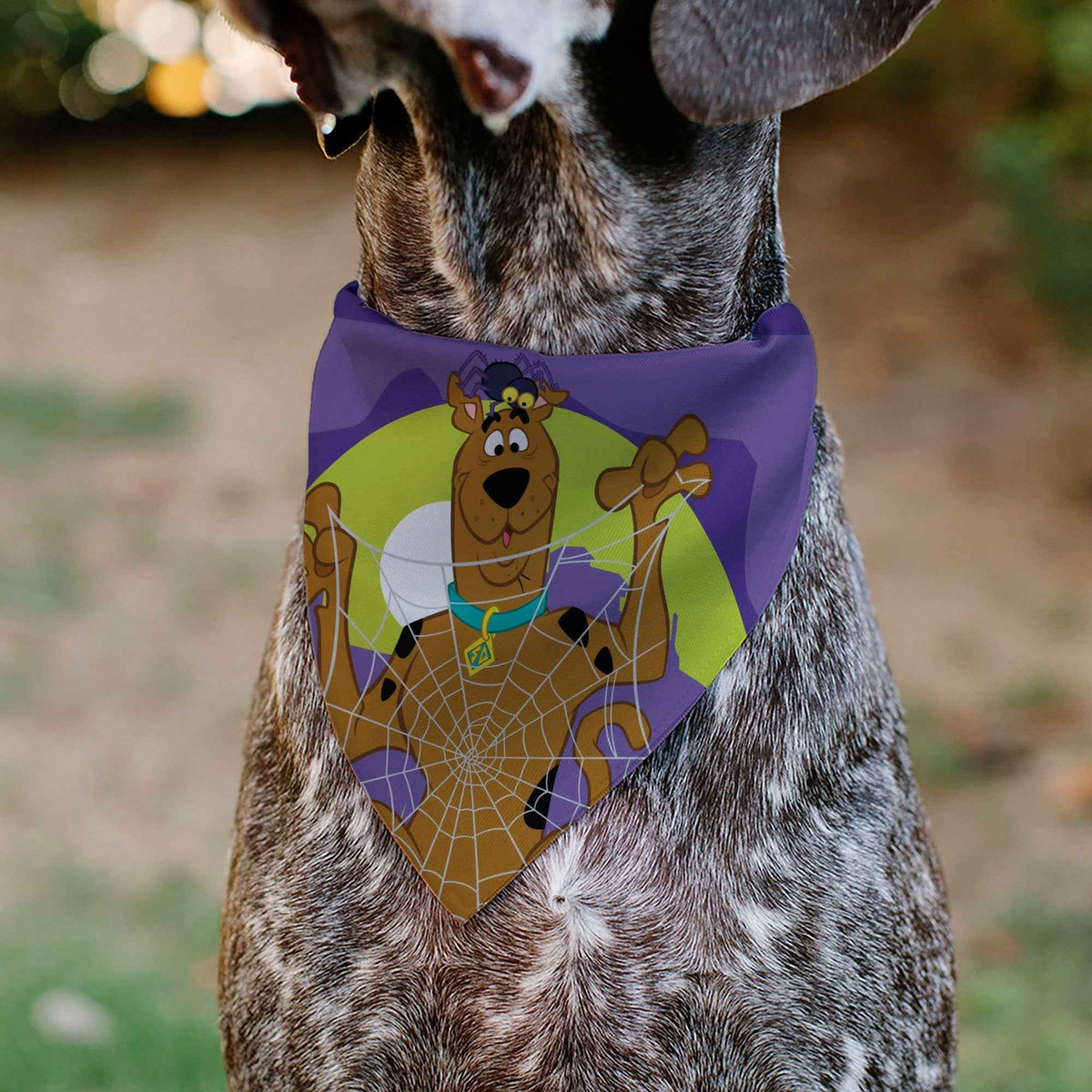 Pet Bandana - Scooby Doo Halloween Spider Web CREEPY CRAWLIES Pose Purples