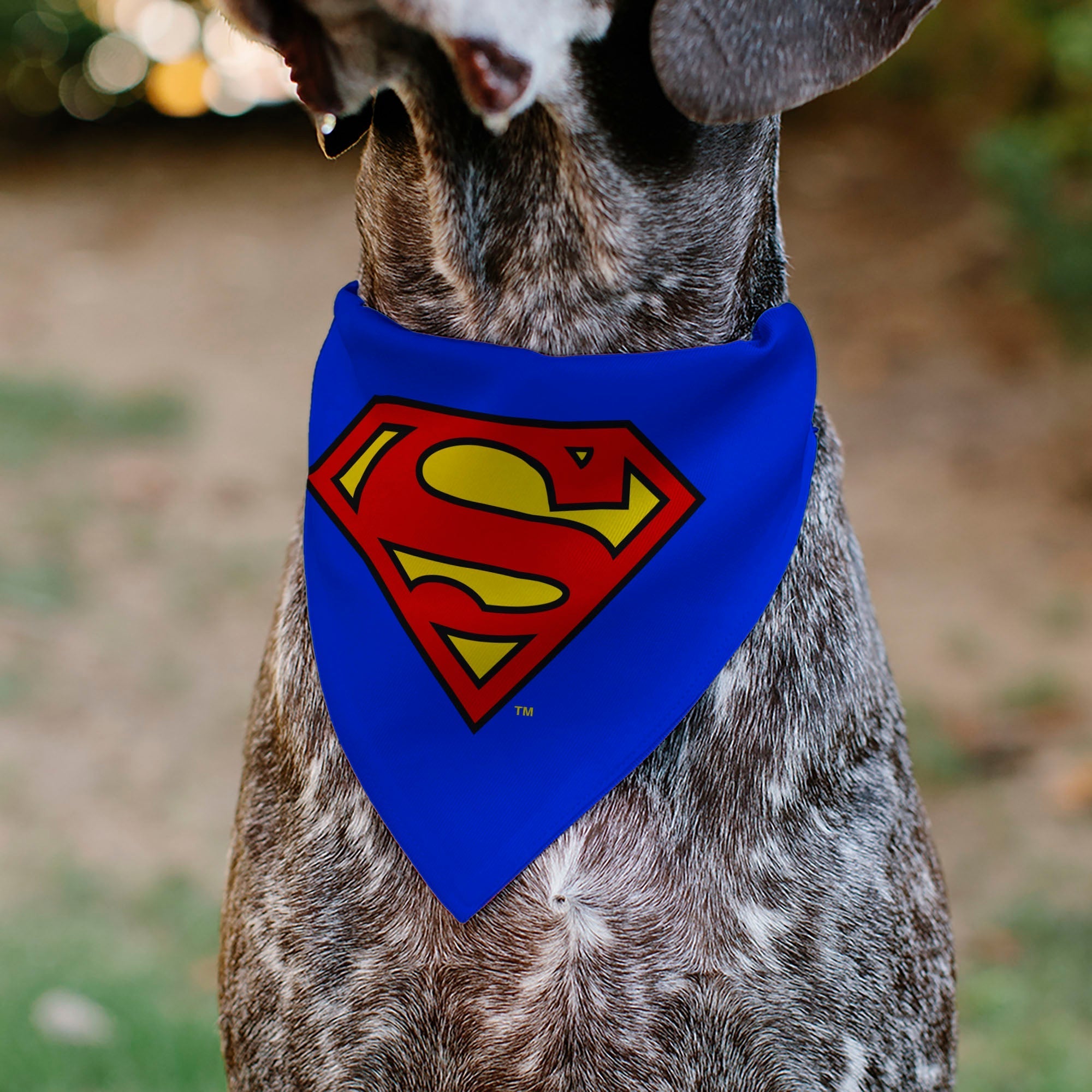 Pet Bandana - Superman Shield Logo Blue/Red/Yellow 