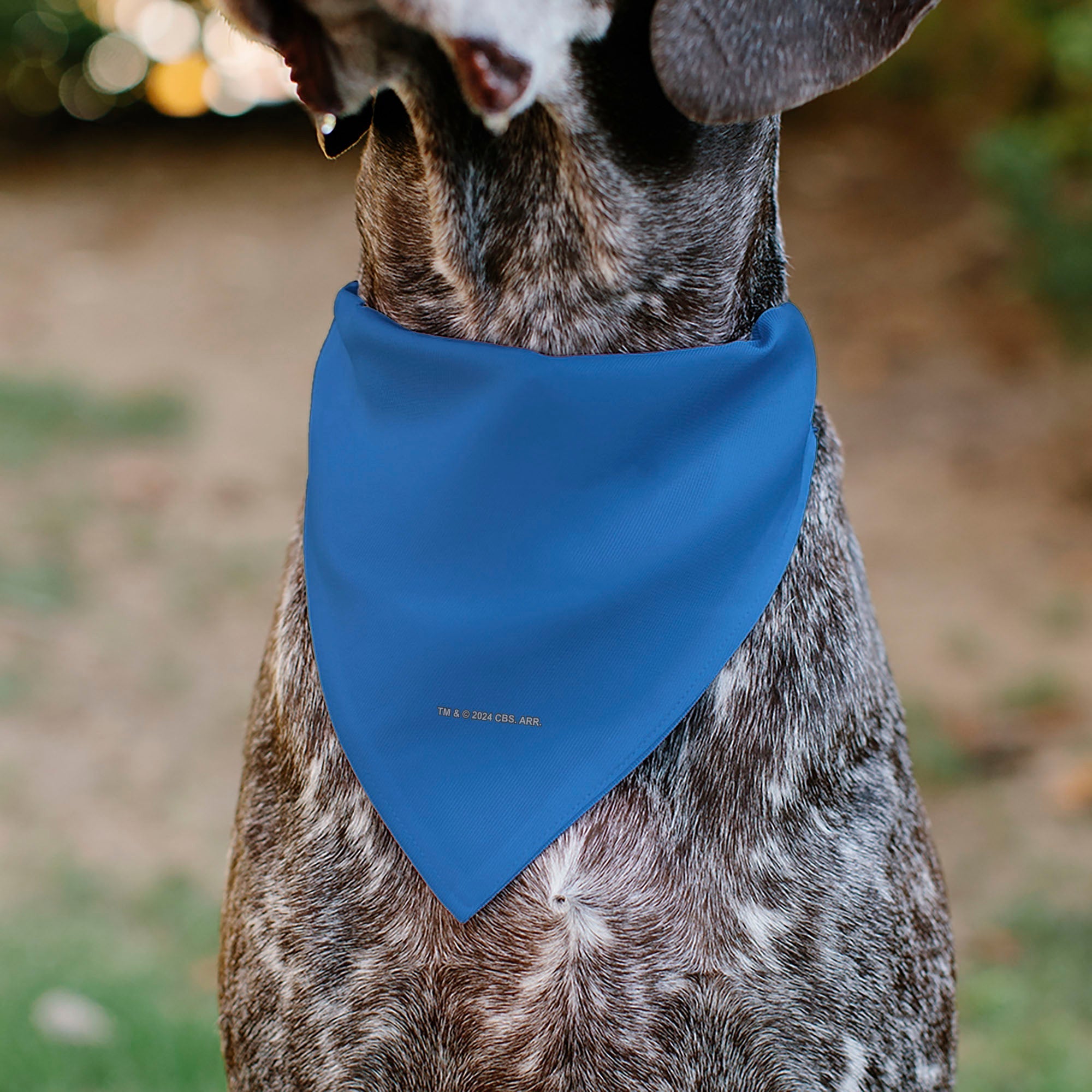 Pet Bandana - Star Trek Original Series Blue Uniform Print 