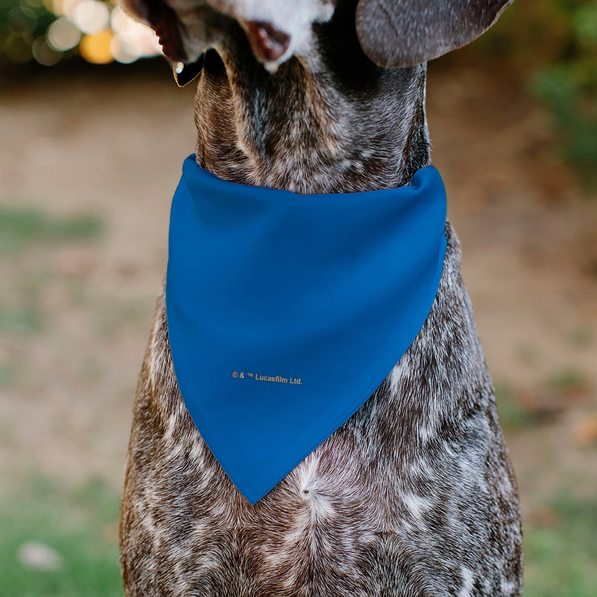 Pet Bandana - Star Wars DROID C-3PO Text and Pop Art Pose Red/Blue/White 