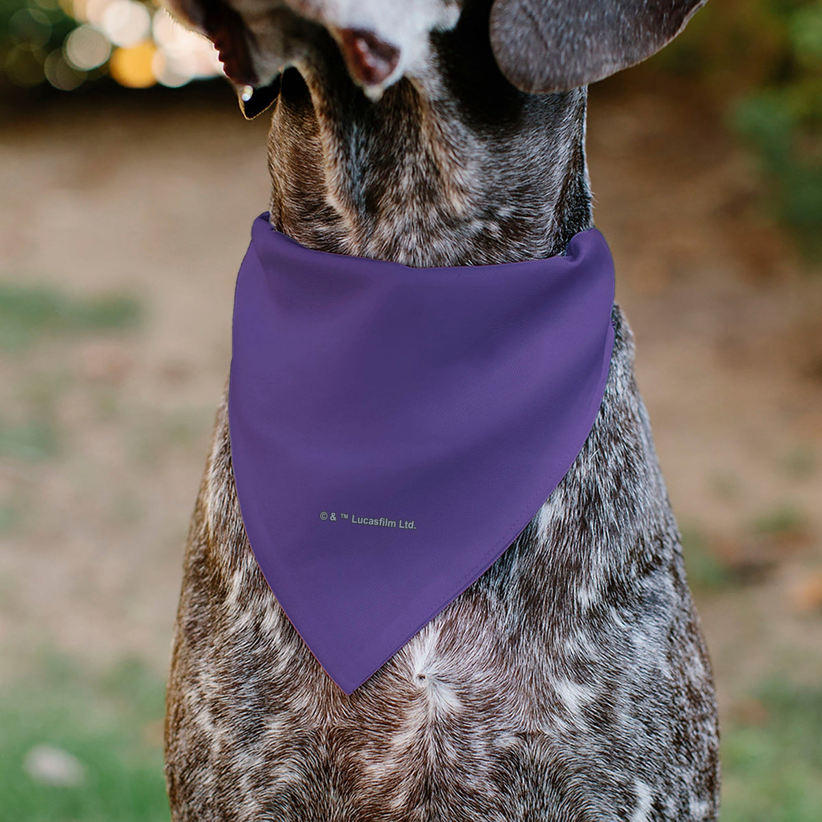 Pet Bandana - Star Wars EWOK Text and Wicket Pop Art Pose Orange/Purples/Black 