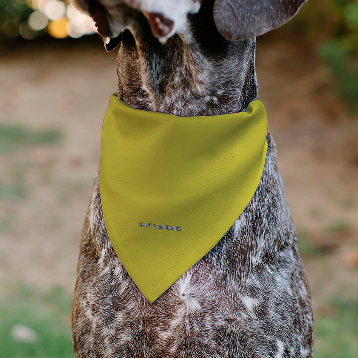 Pet Bandana - STAR WARS Title Logo Yellow/Multi Color/White 