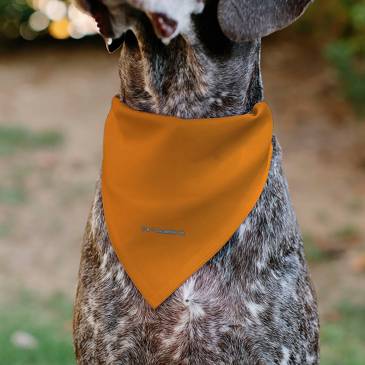 Pet Bandana - Star Wars REBEL Text and Rebel Alliance Insignia Orange/Red/Yellow 