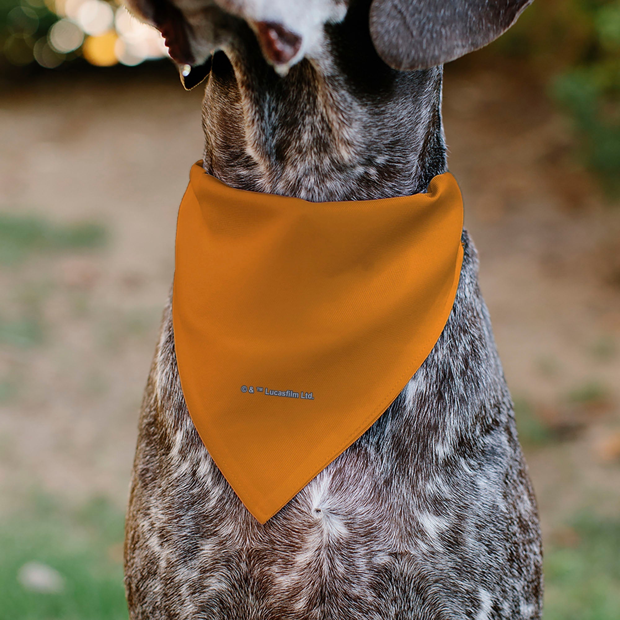 Pet Bandana - Star Wars REBEL Text and Rebel Alliance Insignia Orange/Red/Yellow 