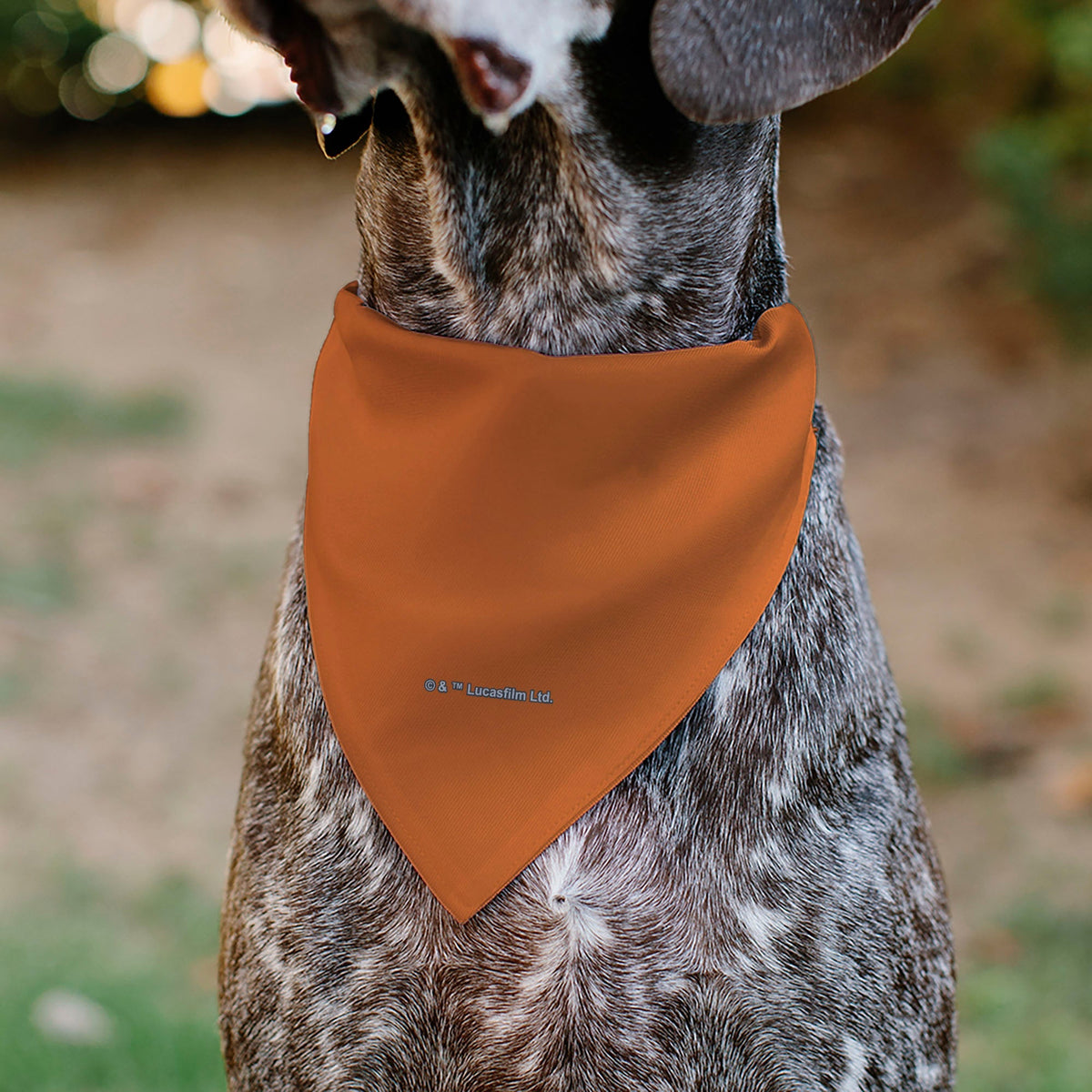 Pet Bandana - Star Wars VADER Text and Pop Art Pose Red/Orange/Black 