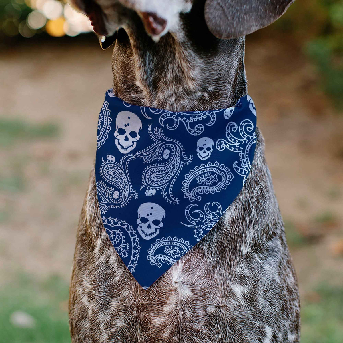 Pet Bandana - Bandana/Skulls Royal/White