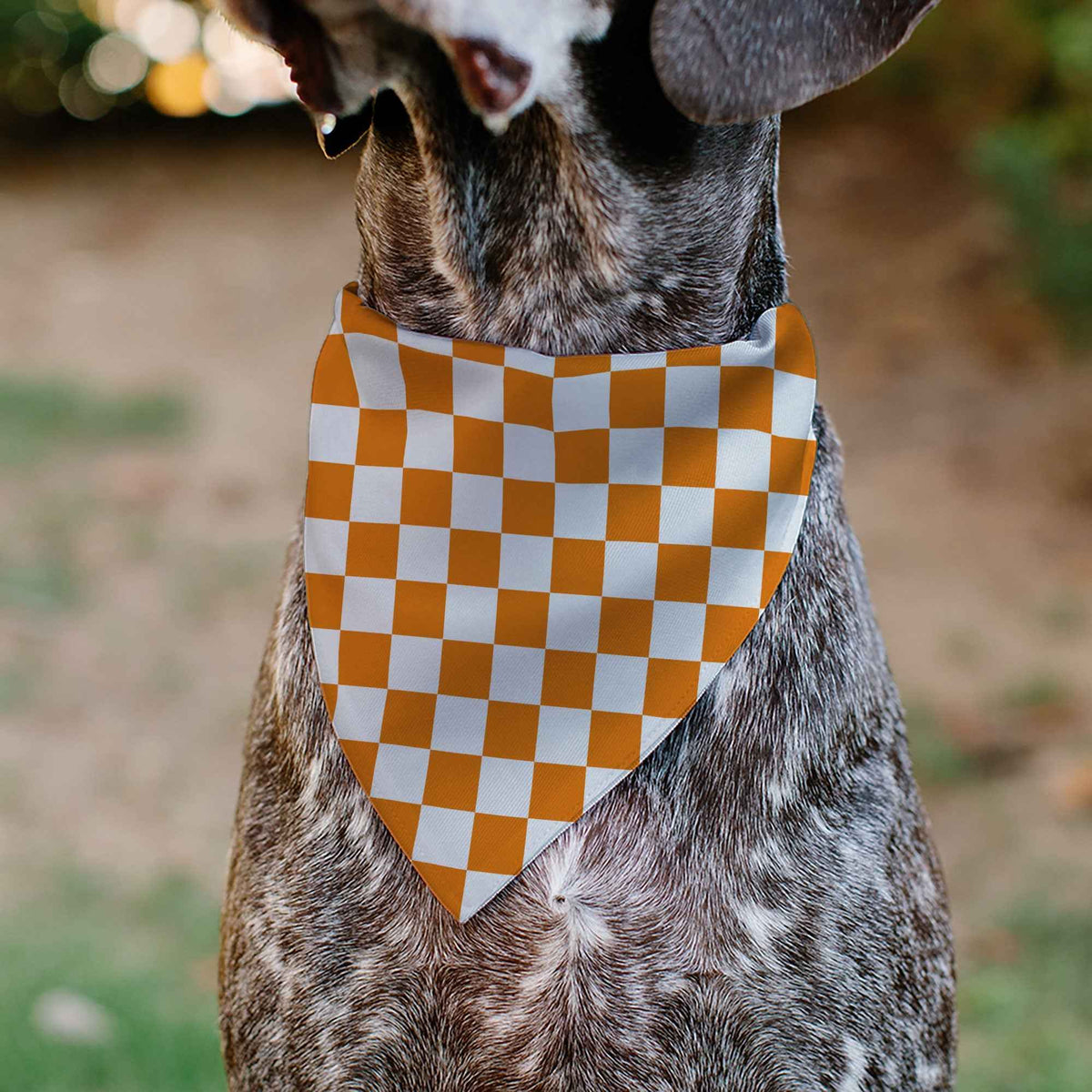 Pet Bandana - Checker White/TN Orange