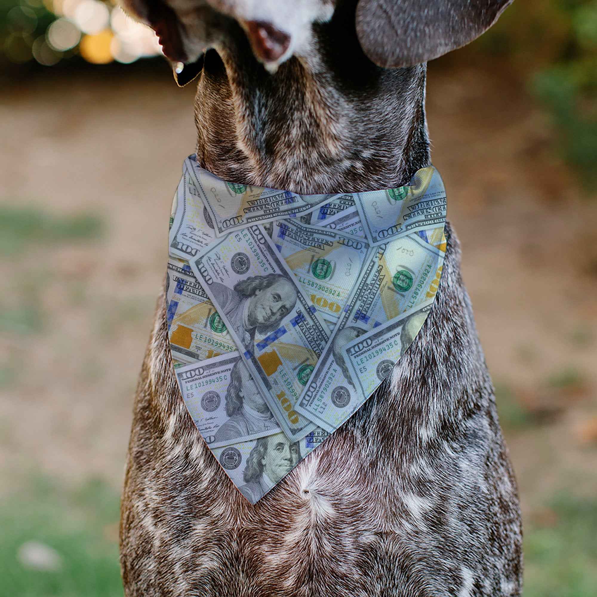 Pet Bandana - Vivid 100 Dollar Bills Stacked