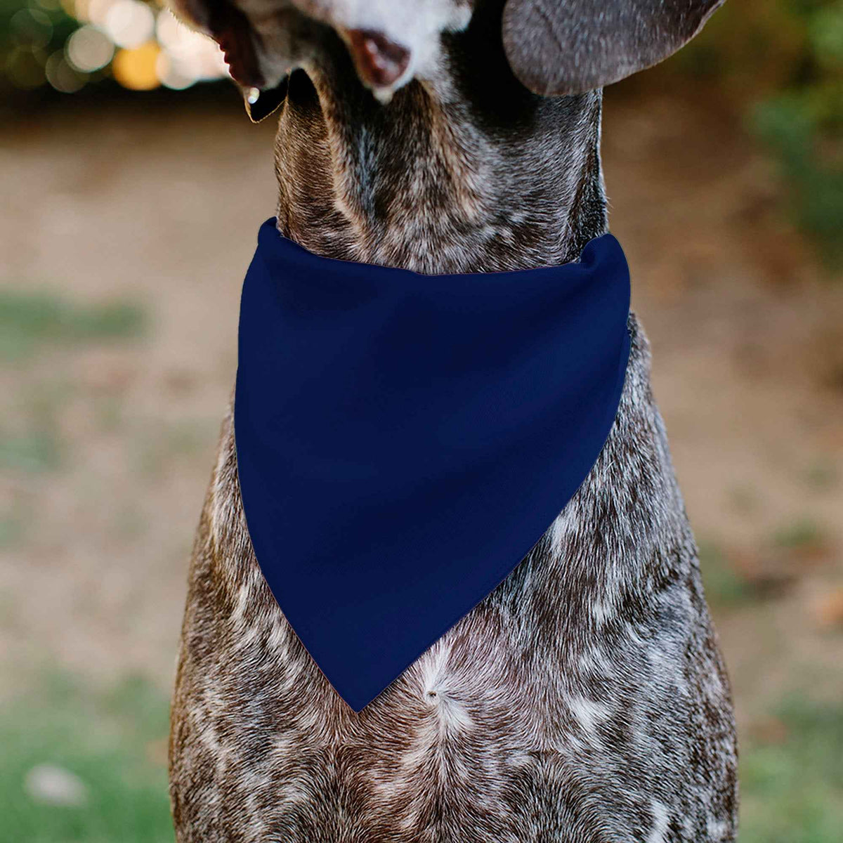 Pet Bandana - Colorado Flag
