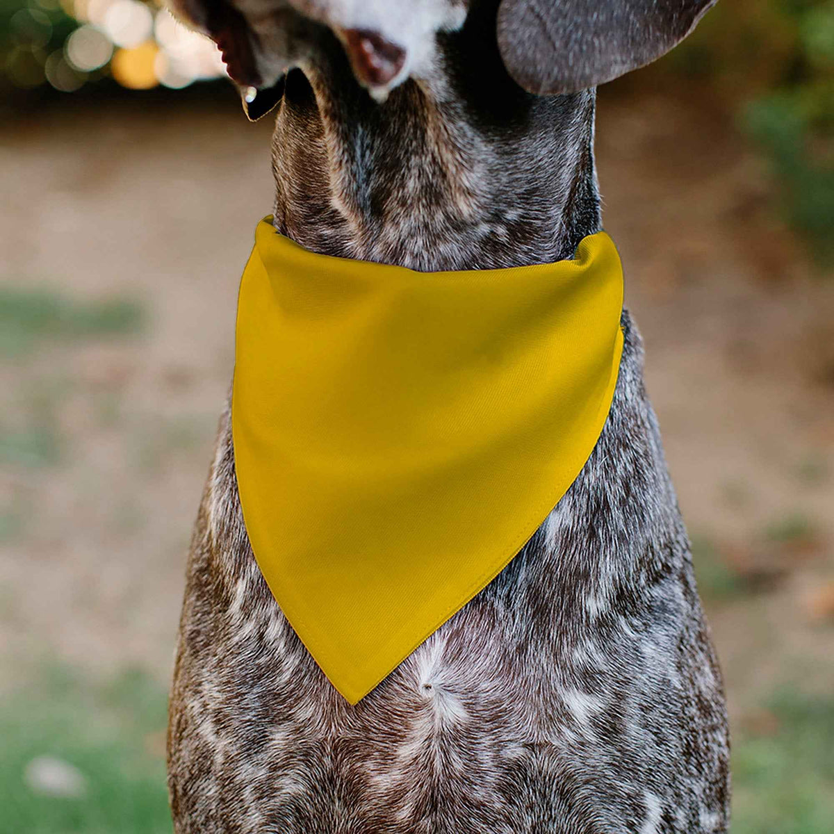 Pet Bandana - Colorado Flag/Mountain Silhouette Yellow