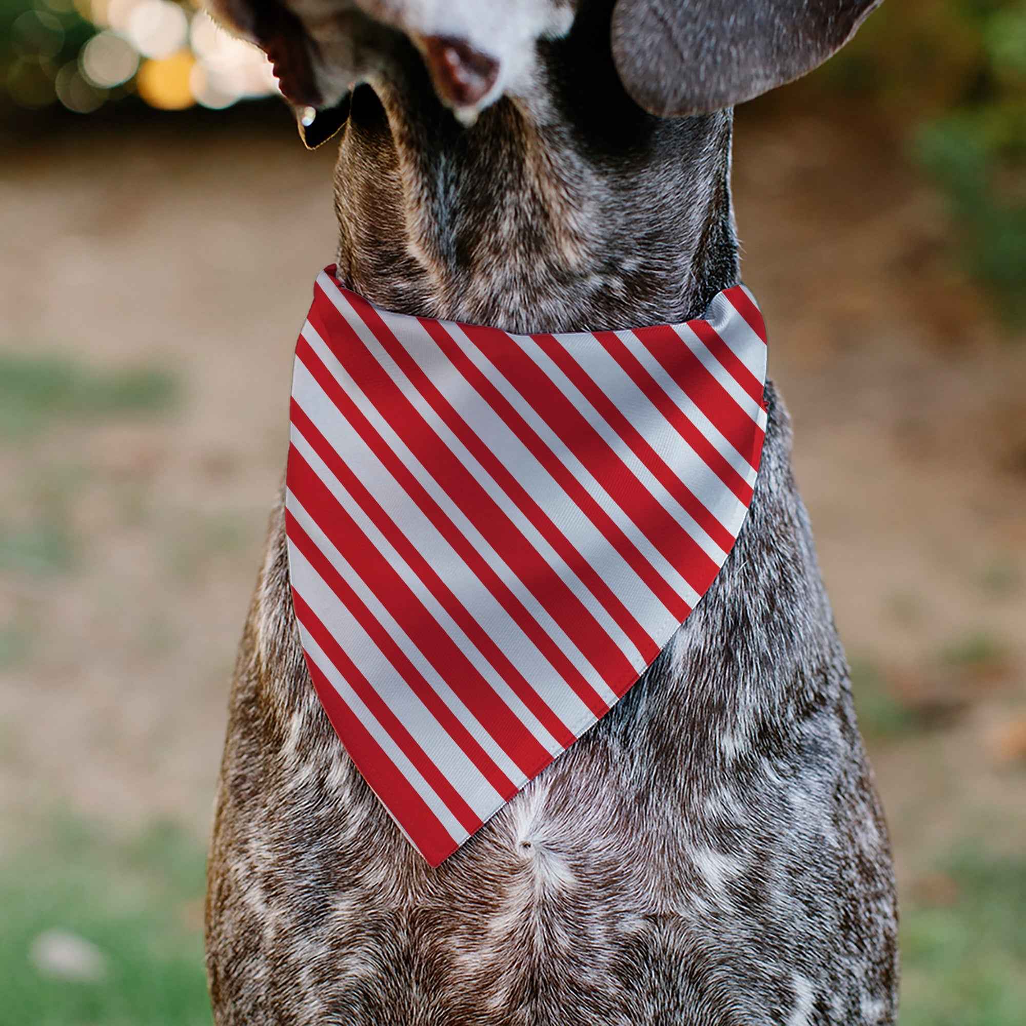 Buckle-Down Candy Cane3 Stripe White/3-Red Over-the-Collar Dog Bandana
