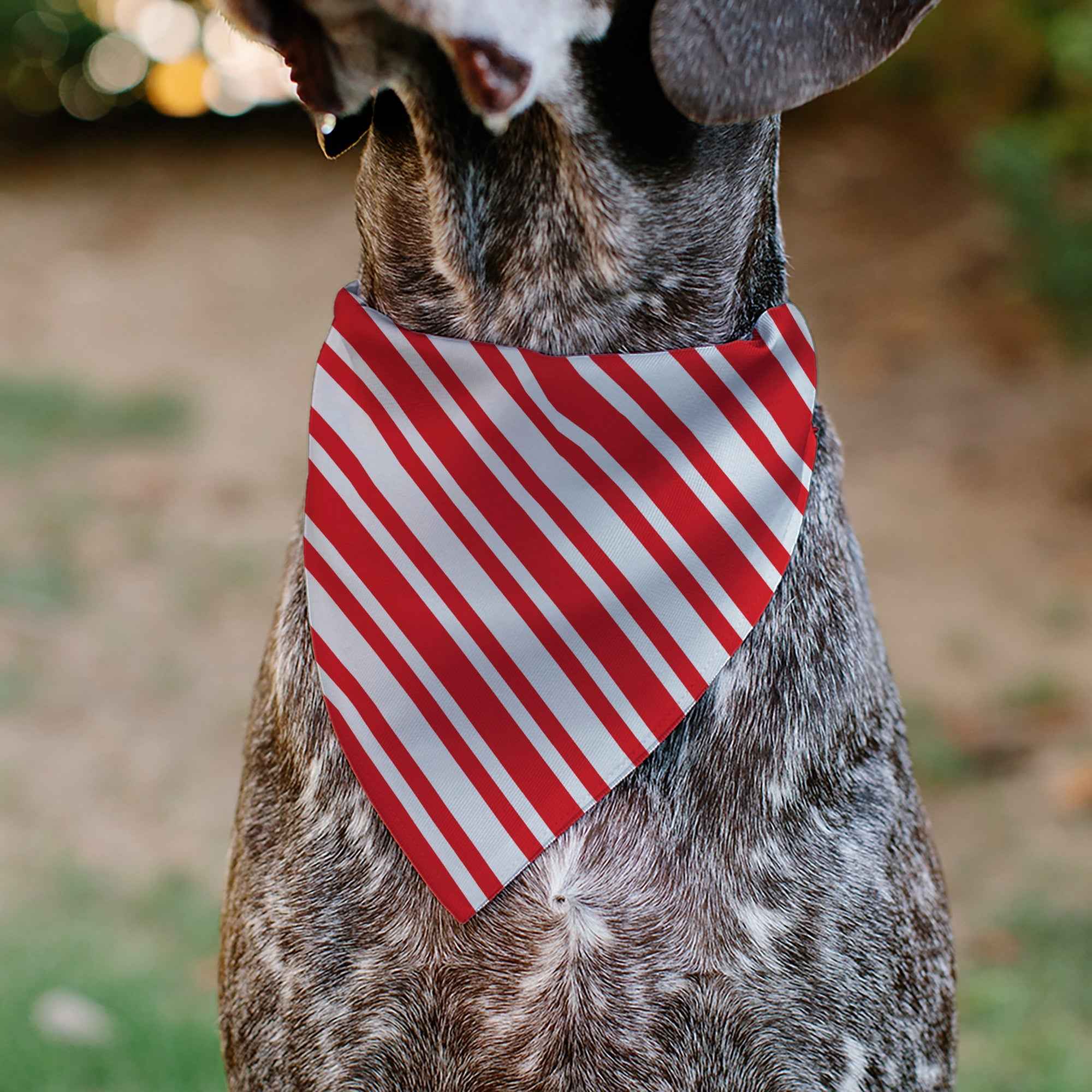 Buckle-Down Candy Cane3 Stripe White/3-Red Over-the-Collar Dog Bandana