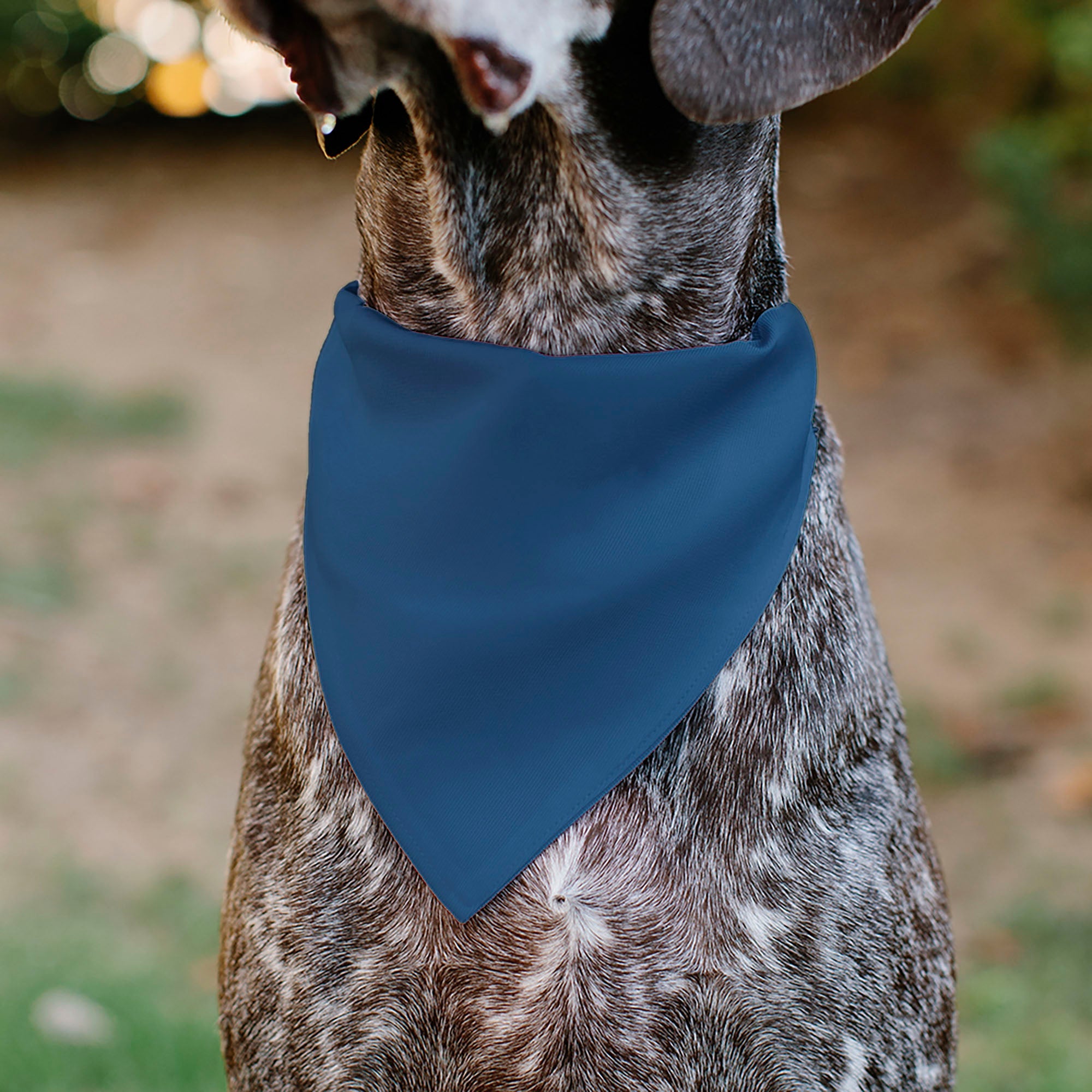Buckle-Down Adopt Me Text and Paw Black/Lavender/Ivory Over-the-Collar Dog Bandana
