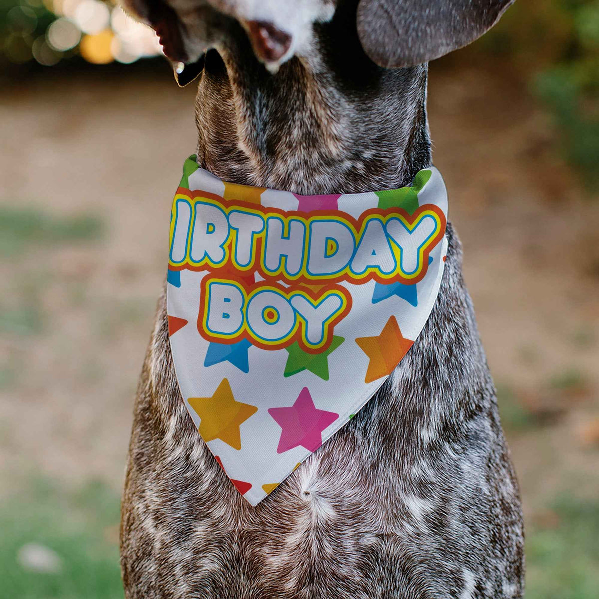 Pet Bandana - BIRTHDAY BOY Text and Stars White/Multi Color