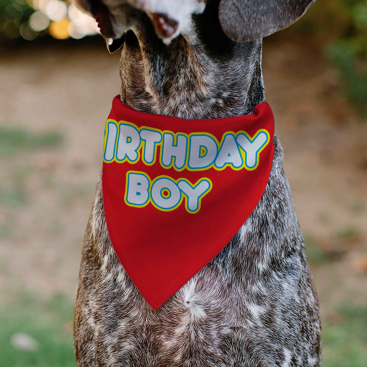 Pet Bandana - BIRTHDAY BOY Text Red/Yellow/Blue/White