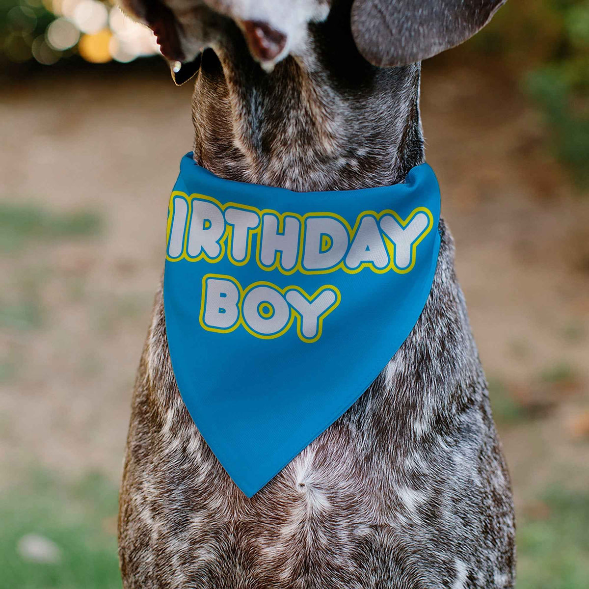 Pet Bandana - BIRTHDAY BOY Text Blue/Yellow/White