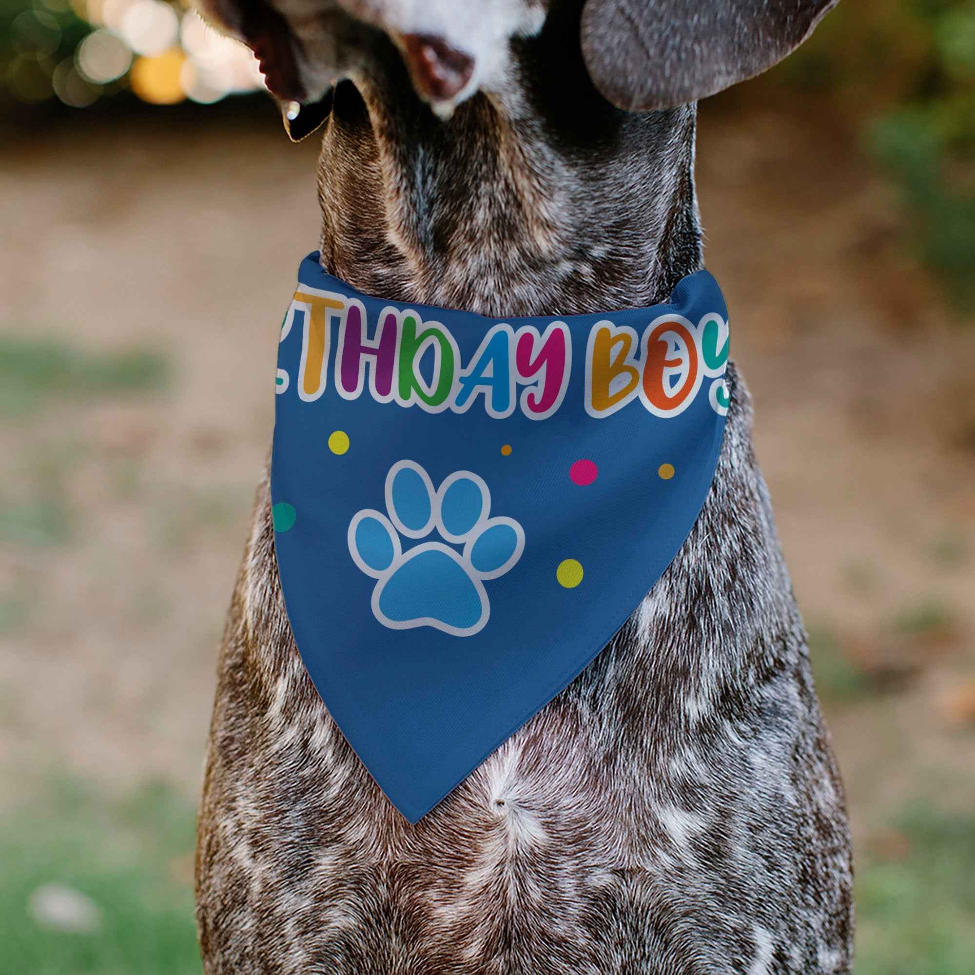 Pet Bandana - BIRTHDAY BOY Text Paw and Confetti Blue/Multi Color