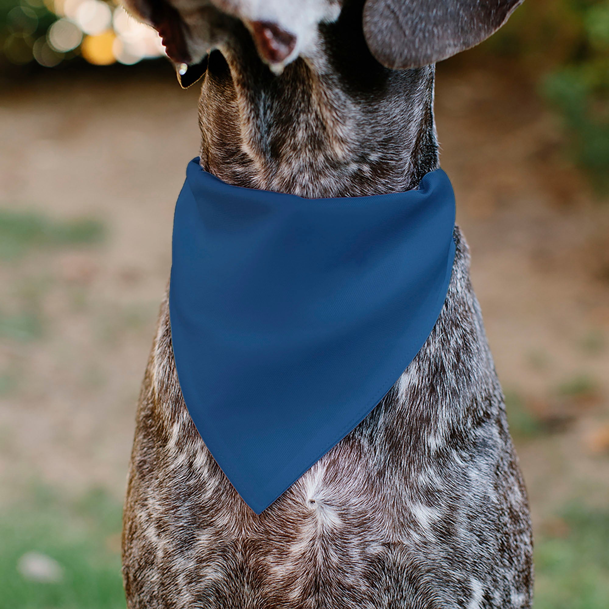 Pet Bandana - BIRTHDAY BOY Text Paw and Confetti Blue/Multi Color | HT Animal Supply