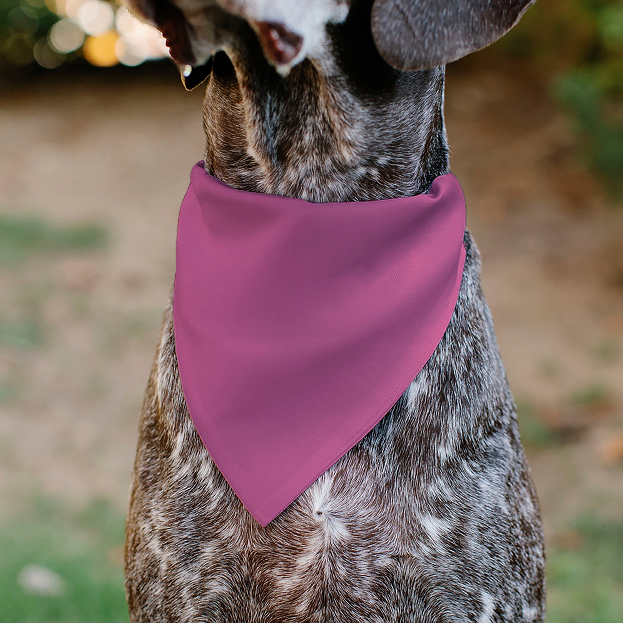Buckle-Down Birthday Girl Text Pinks/White Over-the-Collar Dog Bandana