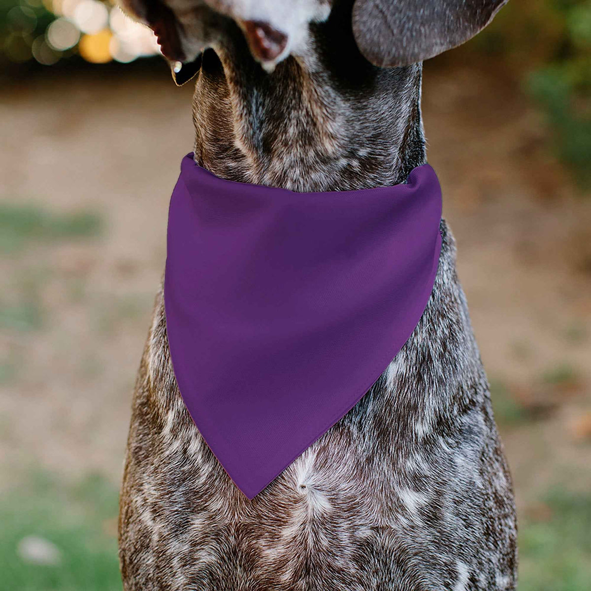 Pet Bandana - BIRTHDAY GIRL Text Purples/White