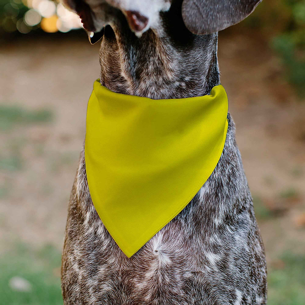 Pet Bandana - DO NOT PET Warning Yellows/Black