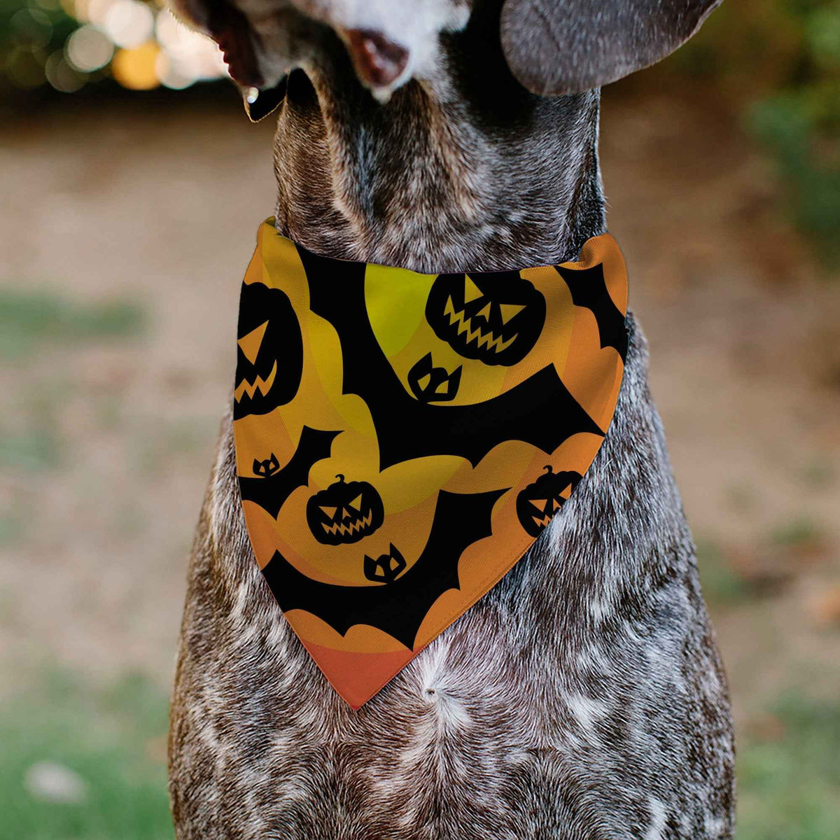 Pet Bandana - Halloween Bats and Jack-O-Lanterns Pumpkins Orange/Black