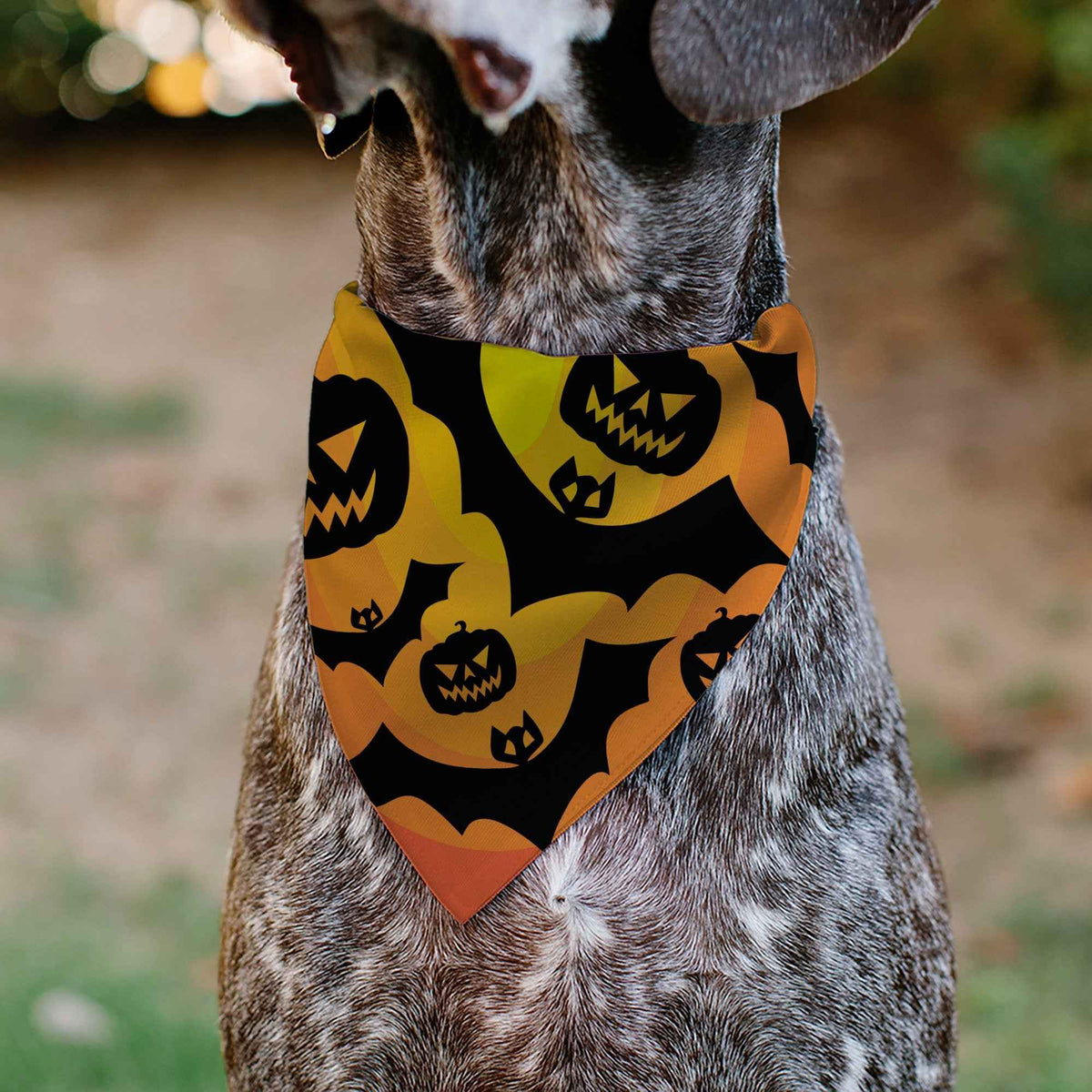 Pet Bandana - Halloween Bats and Jack-O-Lanterns Pumpkins Orange/Black