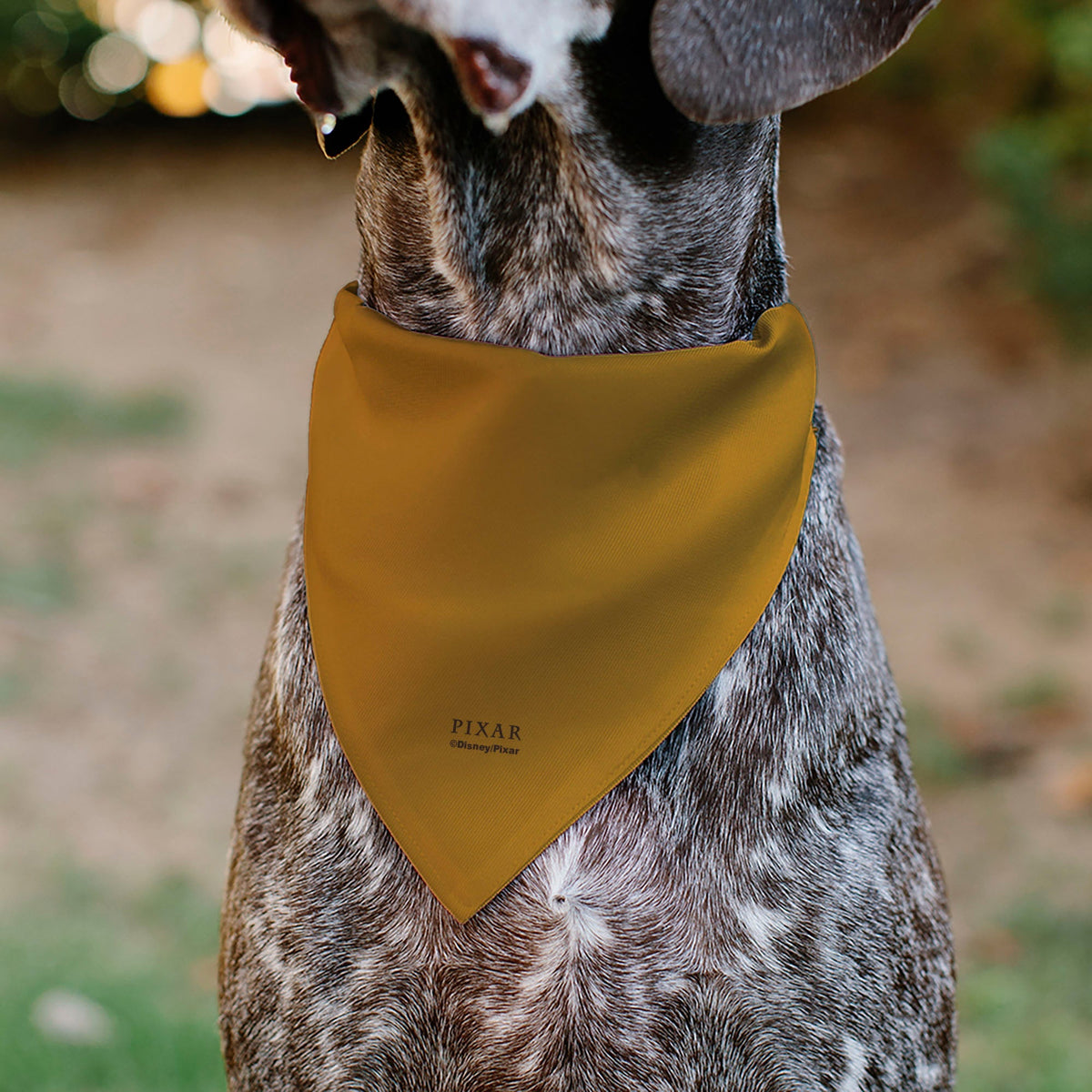 Pet Bandana - Up Dug SQUIRREL Pose and Wilderness Explorer Badge Orange 