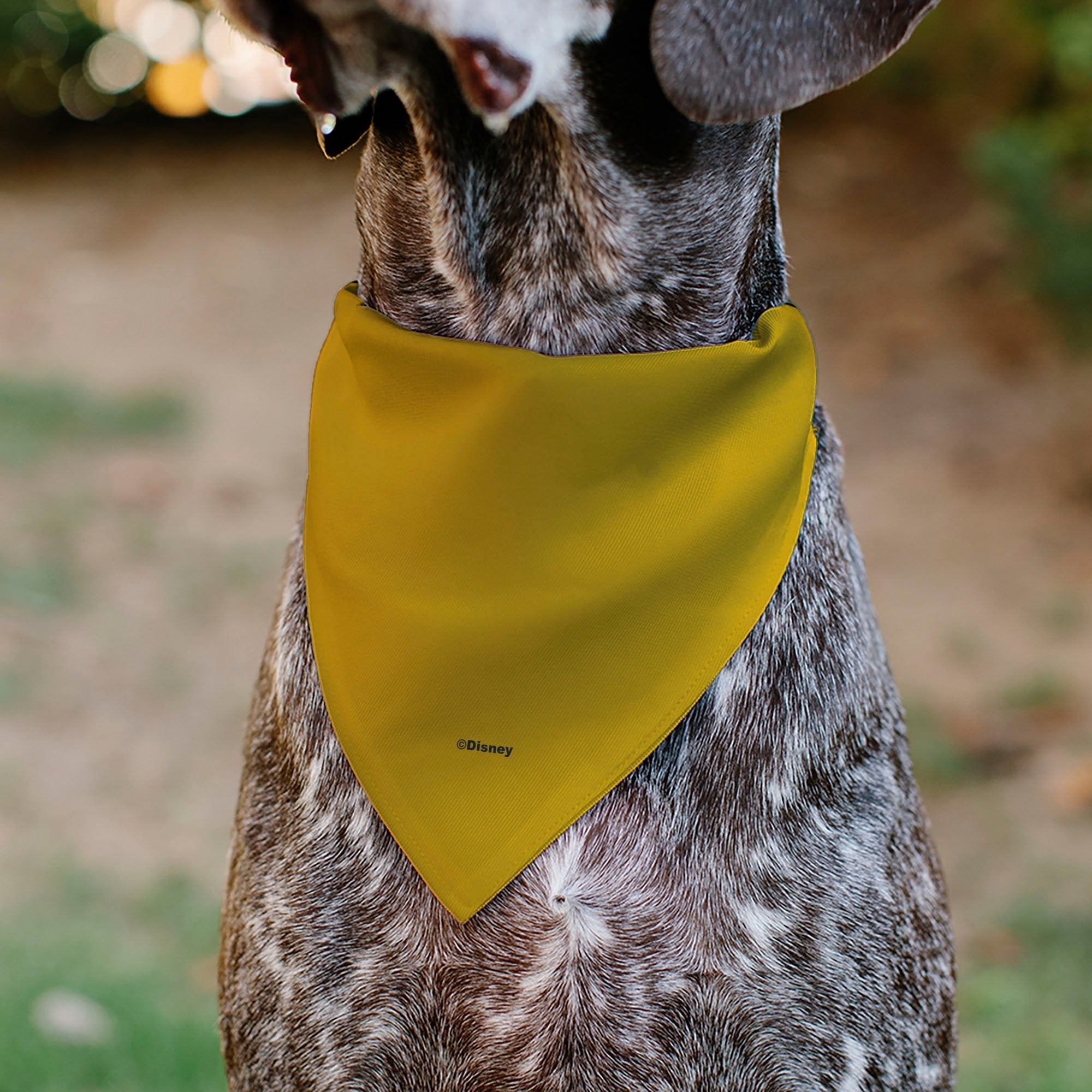 Pet Bandana - Disney Fab Five ORIGINAL BUDDIES Group Pose Black 