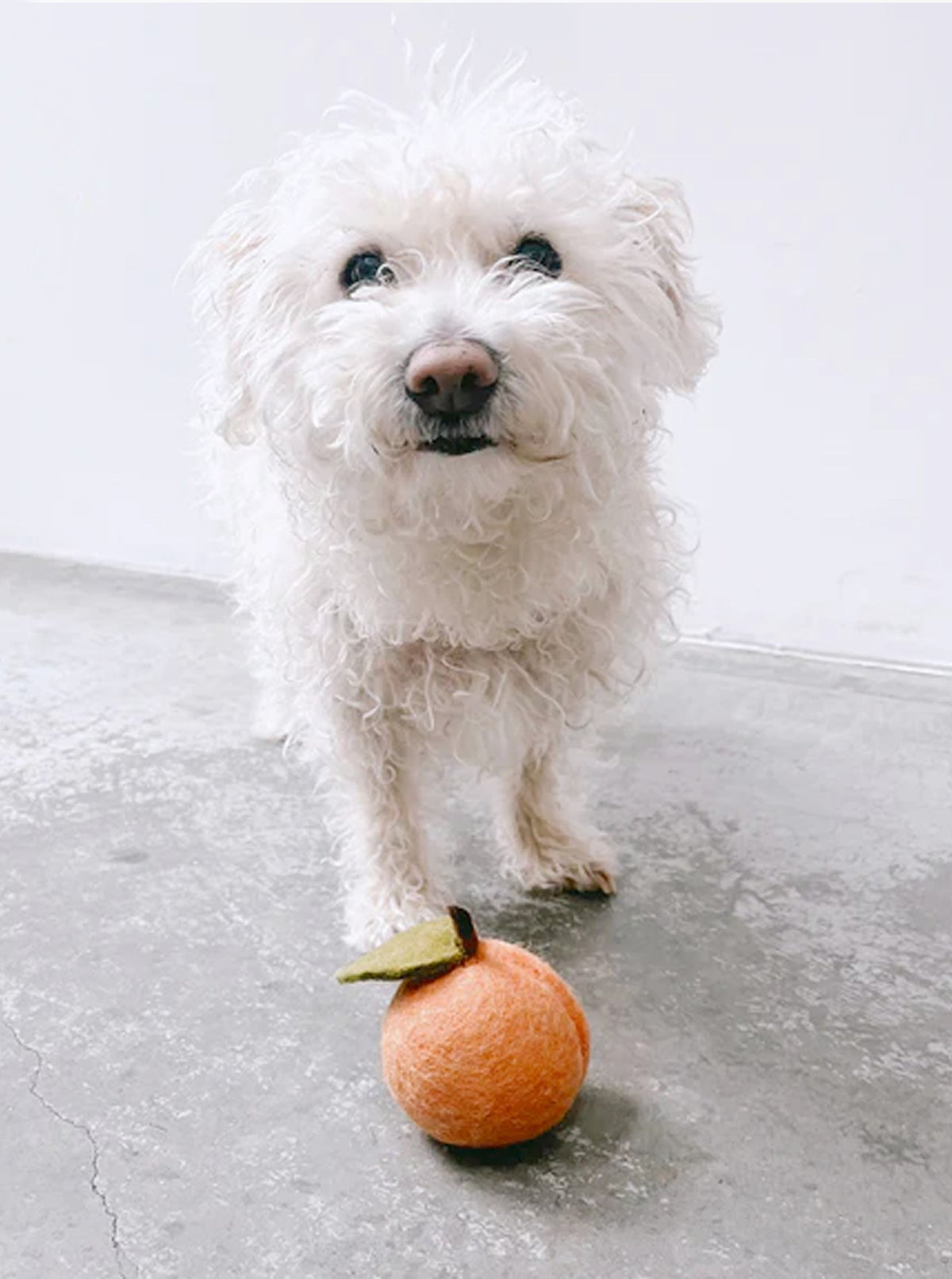 DOGGY PEACH