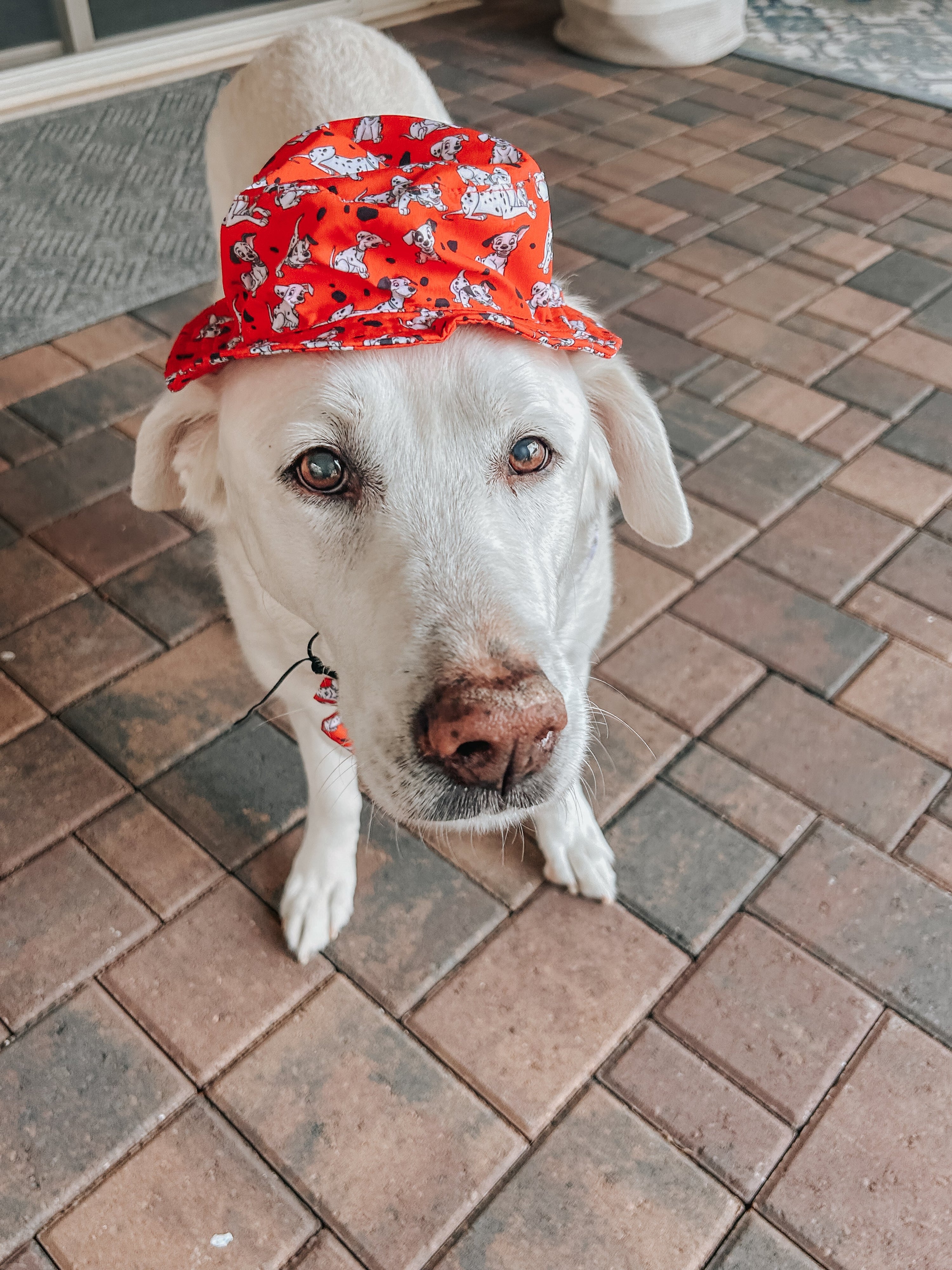 Dog Bucket Hat - Disneys 101 Dalmatians