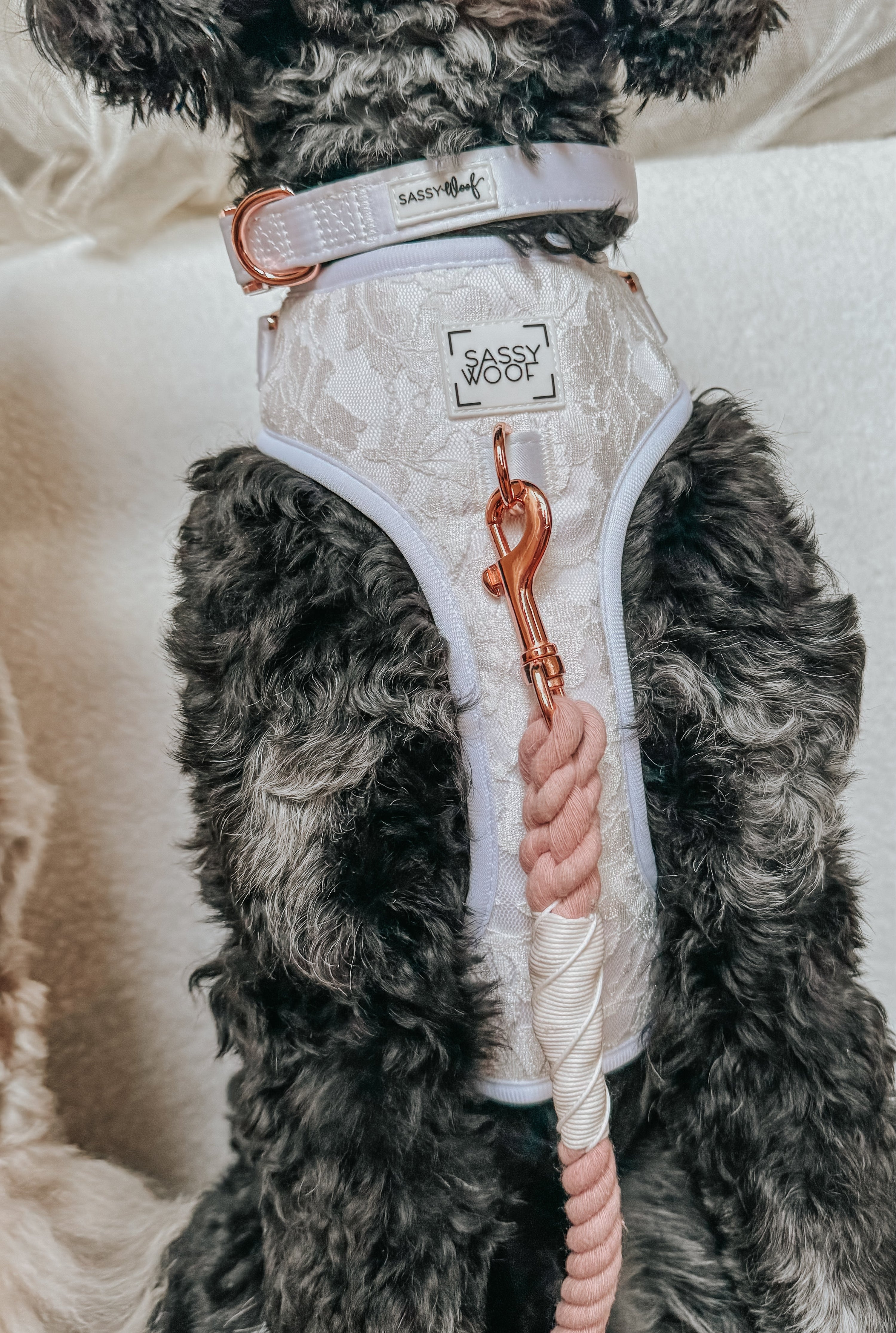 Dog Collar - Pup of Honor