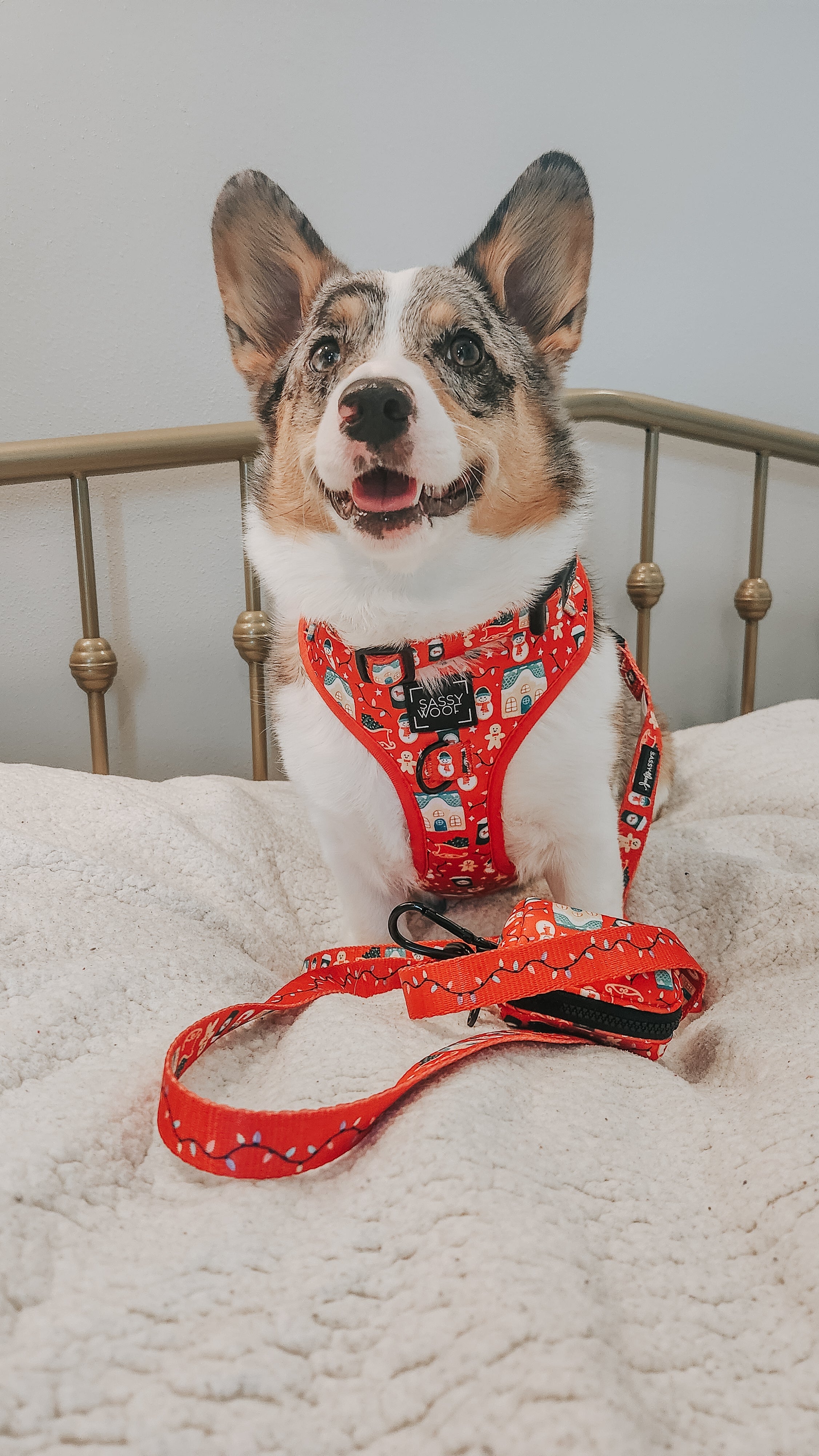 Dog Collar - Sleigh Baby Sleigh