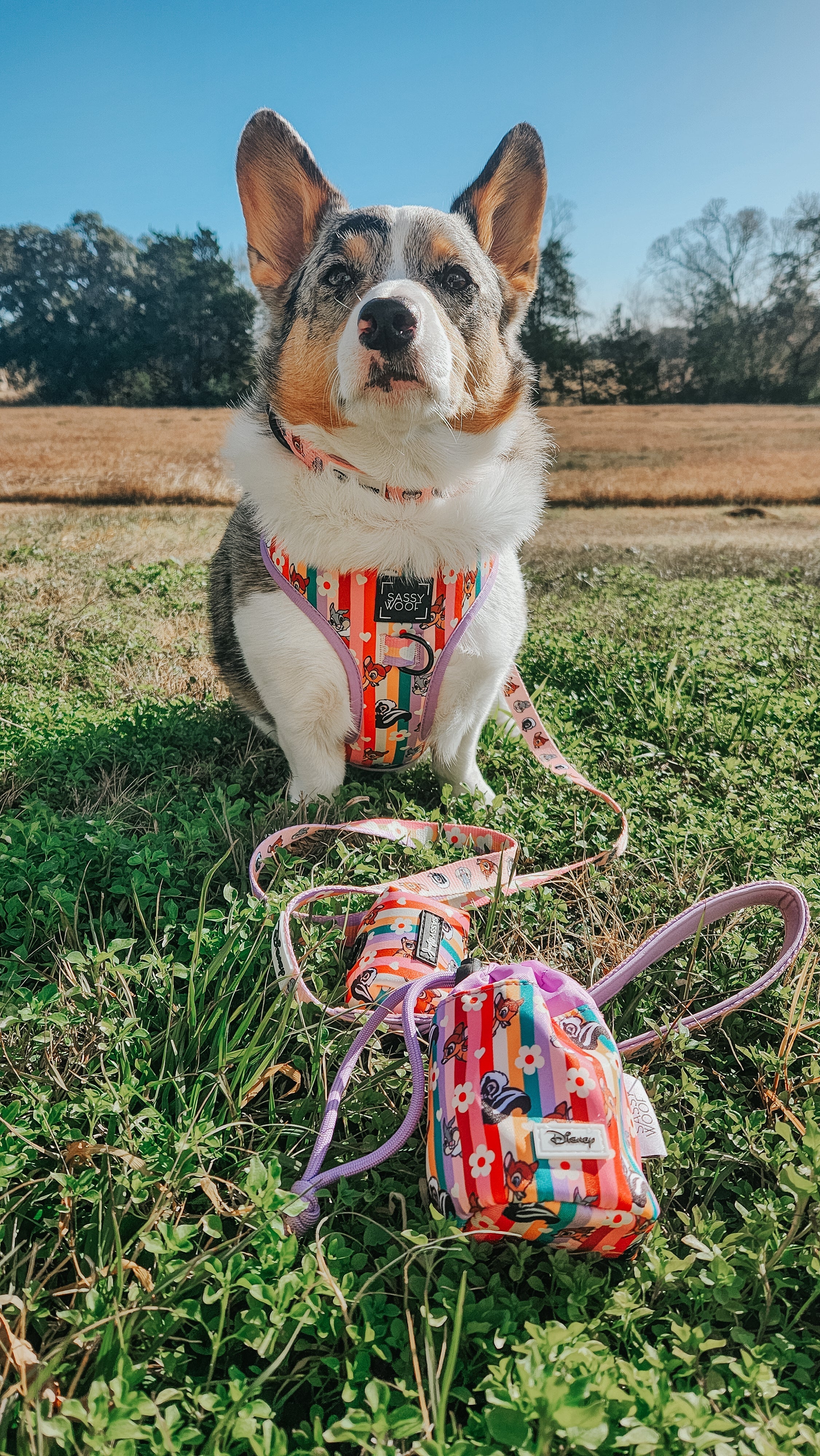 Dog Collar - Disneys Bambi