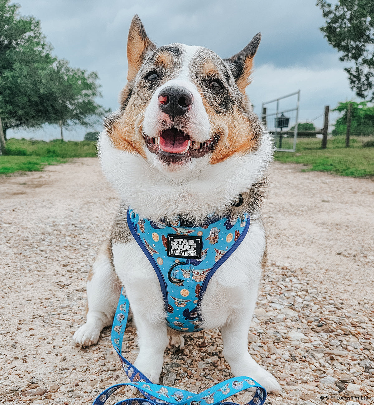 Dog Leash - STAR WARS™ The Mandalorian™