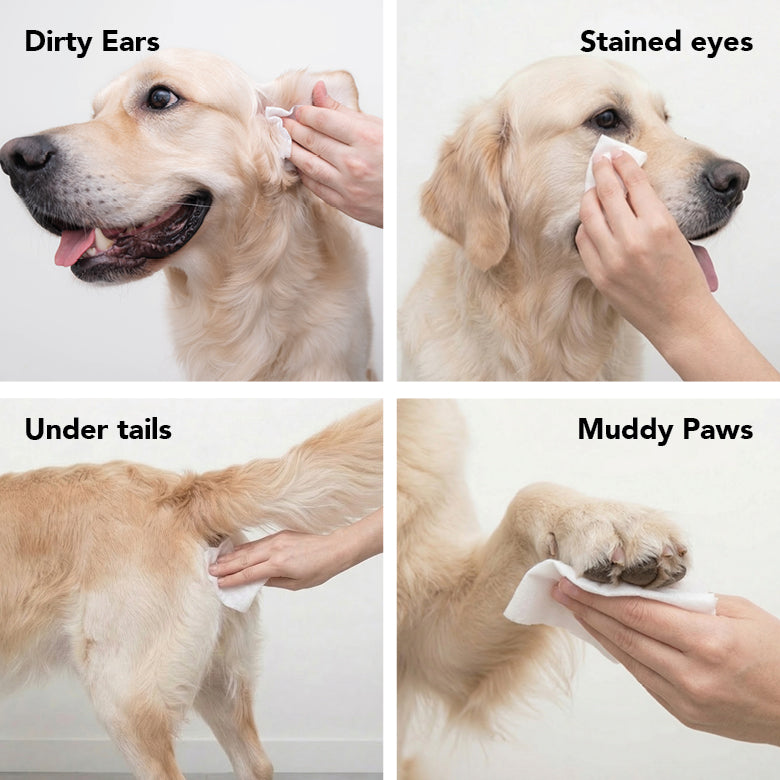 PRIDE+GROOM Mid Groom Dog Grooming Bundle