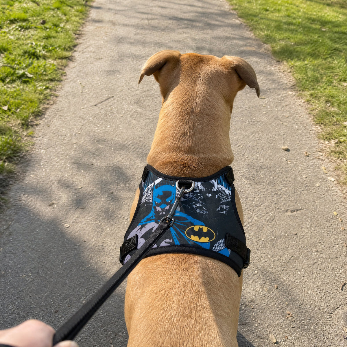 Buckle-Down Batman Two Pose and Bat Signal Logo Blues/Black Pet Harness