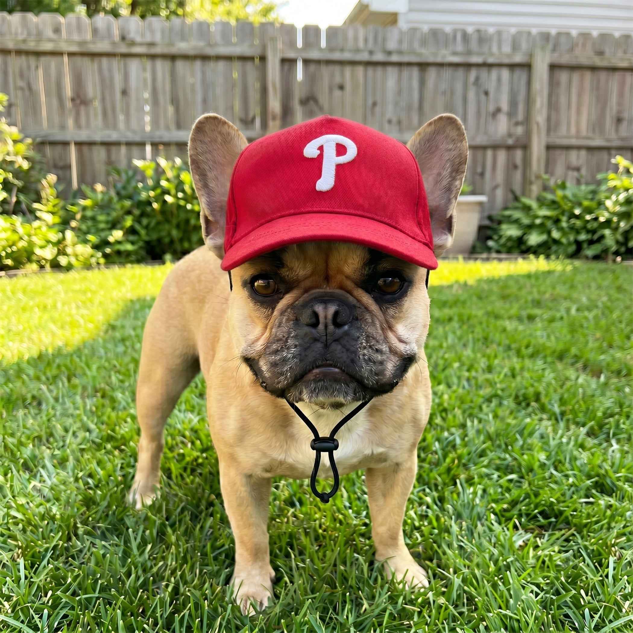 MLB Philadelphia Phillies Dog Hat